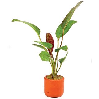 ECHIN RED OZELOT - T-COTTA 3CM POT