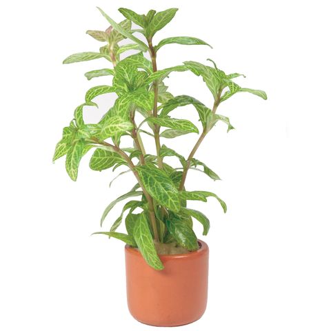 HYGROPHILA PISCES  - TERRACOTTA 3CM POTS