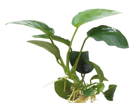 ANUBIAS - SMALL ASSORTED