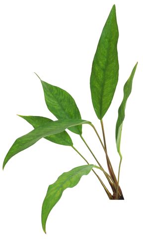 ANUBIAS - MEDIUM ASSORTED