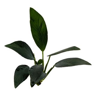 ANUBIAS AFZELLI OT