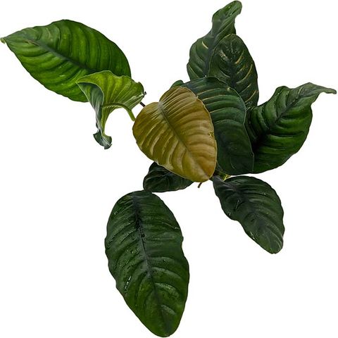 ANUBIAS COFFEEFOLIA