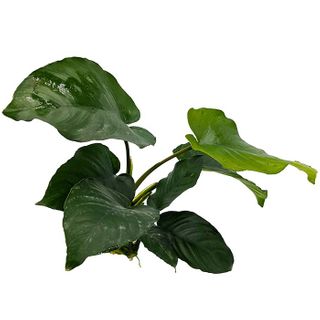 ANUBIAS BARTERI 20CM +