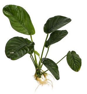 ANUBIAS JENNY