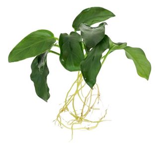 ANUBIAS NANA PETITE