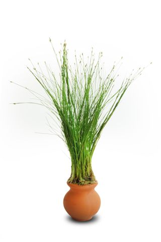 PISC HAIRGRASS VASE URN 5cm