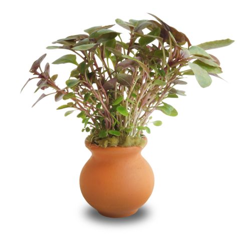 PISC LOBELIA VASE URN 5cm