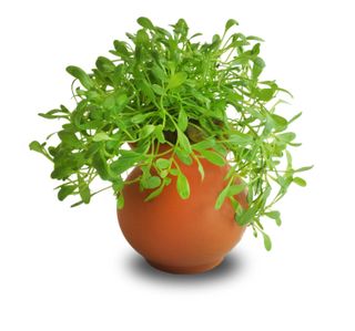 PISC GLOSSOSTIGMA VASE URN 5CM