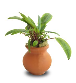 PISC ASST CRYPTOCORYNE VASE URN 5cm