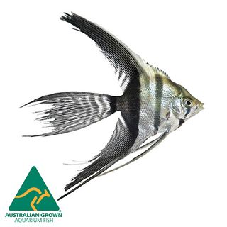 ANGELFISH