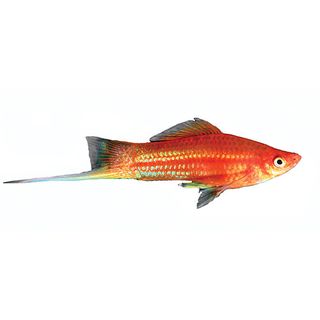 4.5CM RED SWORDTAIL