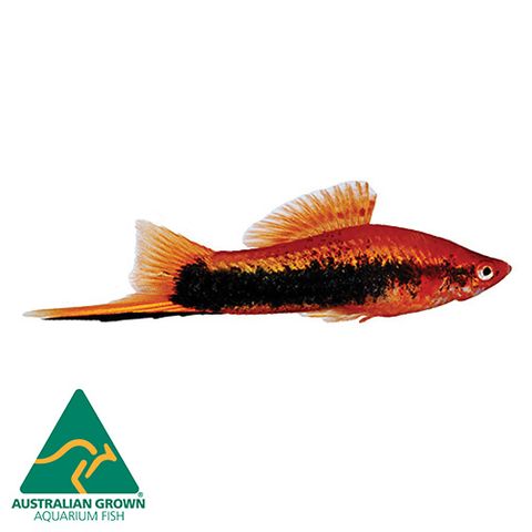 4.5CM ASSORTED TUXEDO SWORDTAIL