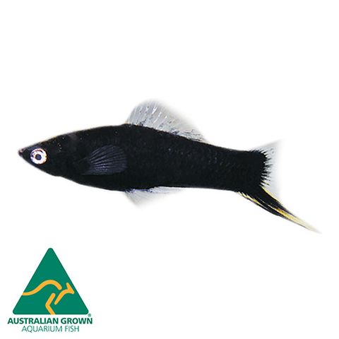 4.5CM BLACK SWORDTAIL