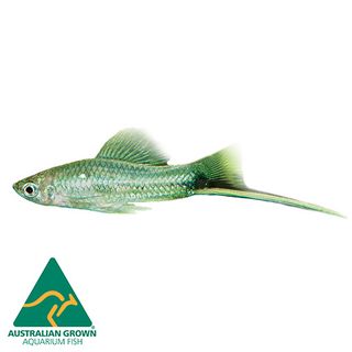 4.5CM GREEN SWORDTAIL