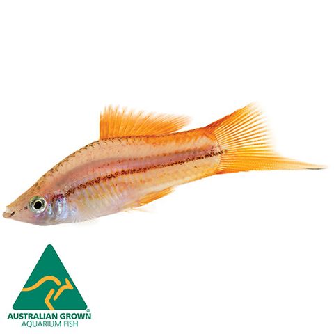 4.5CM PINEAPPLE SWORDTAIL