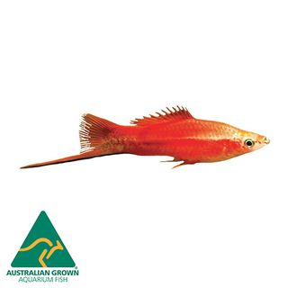 4.5CM ASSORTED SWORDTAIL