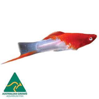 SWORDTAIL