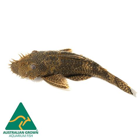 4CM BRISTLENOSE CATFISH