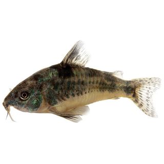 3.5CM CORYDORA PEPPERED CATFISH