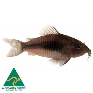 3.5CM CORYDORA BRONZE CATFISH