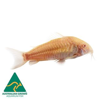 3.5CM CORYDORA ALBINO CATFISH