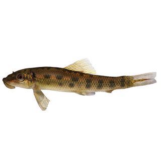 10CM SUCKING CATFISH