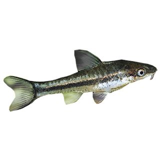 4CM OTOCINCLUS ARNOLDI
