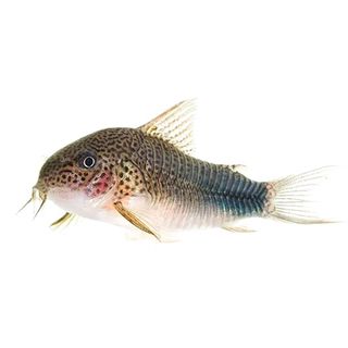 2CM SIMILIS CORYDORA