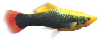 4CM PLATY VARIATUS