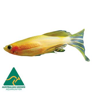 3CM GOLD ZEBRA DANIO