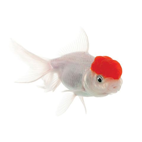 9CM RED CAP ORANDA