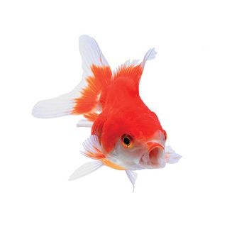 5CM ASSORTED ORANDA