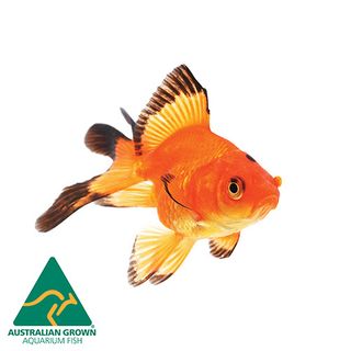 12CM ASSORTED FANTAIL