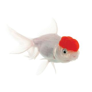 7CM RED CAP ORANDA