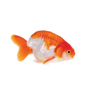 5CM ASSORTED RANCHU