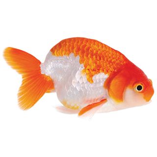 7CM ASSORTED RANCHU