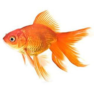 5CM RED FANTAIL