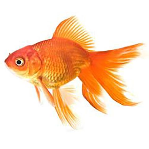 5CM RED FANTAIL