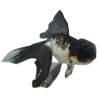 5CM TRI COLOUR ORANDA