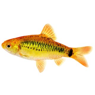 3CM GOLDEN BARB