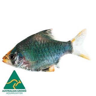 2CM MOSS GREEN TIGER BARB