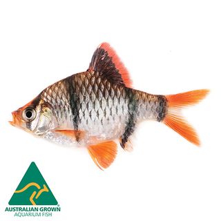 3CM ASSORTED BARB