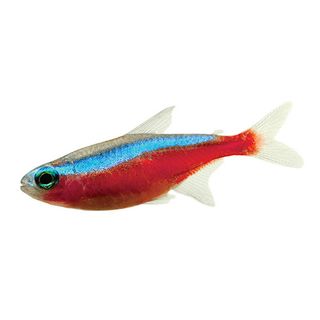 2.5CM CARDINAL TETRA