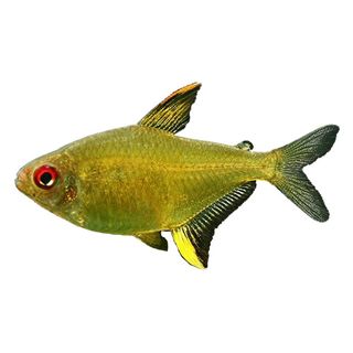 3CM LEMON TETRA