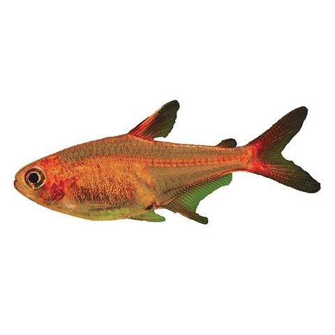 2.5CM EMBER TETRA