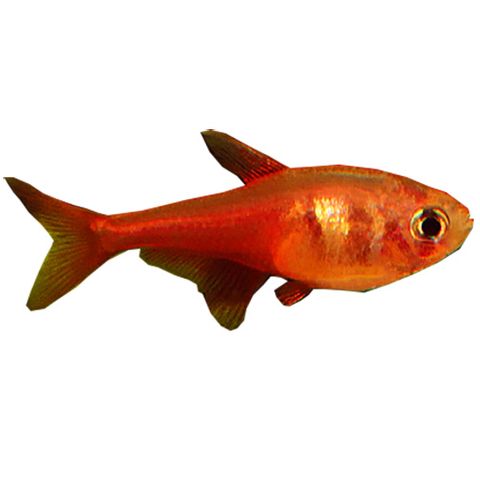 3CM FLAME TETRA