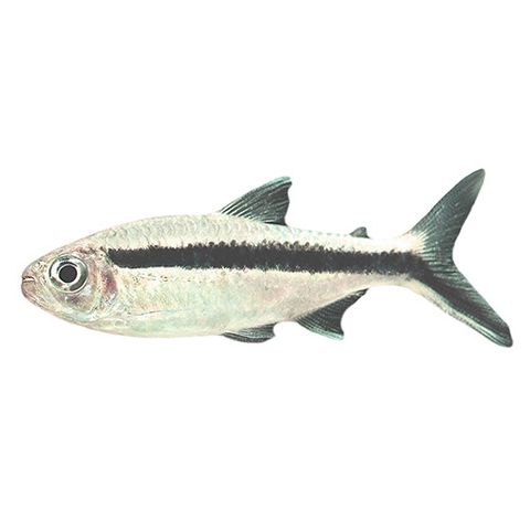 4CM PENGUIN TETRA