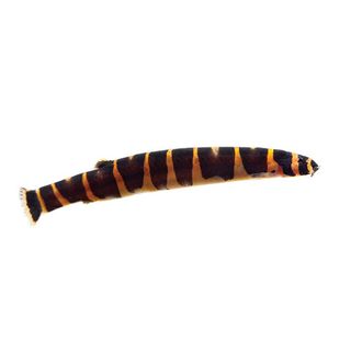 5CM STRIPED KUHLI LOACH