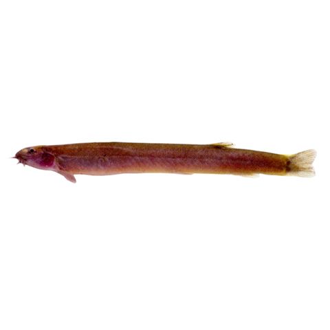 7CM BLACK KUHLI LOACH