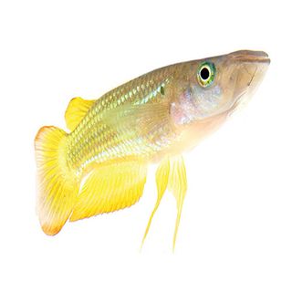 5CM PANCHAX GOLD